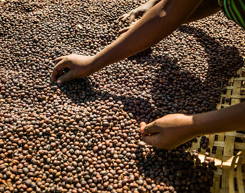 Sidamo Coffee Beans